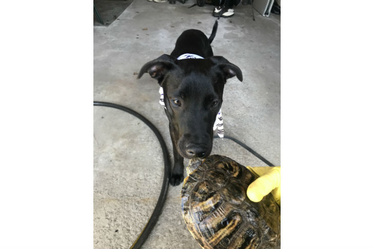 all american pet photo day