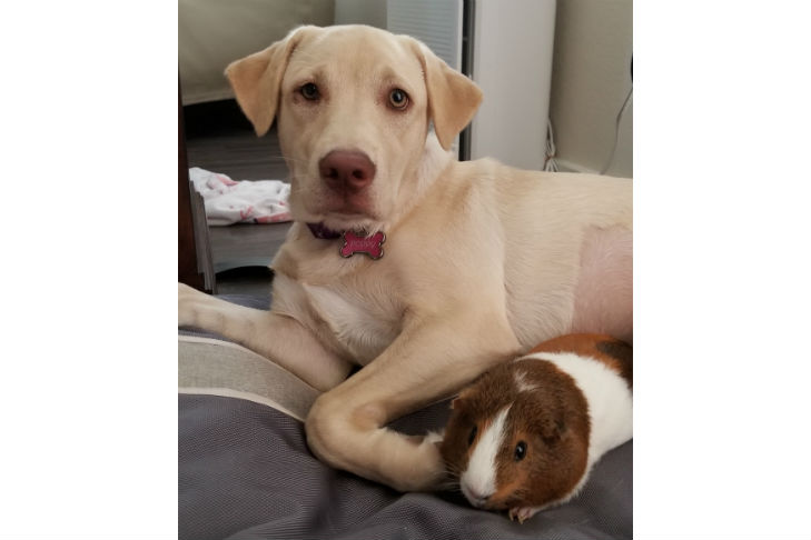 all american pet photo day