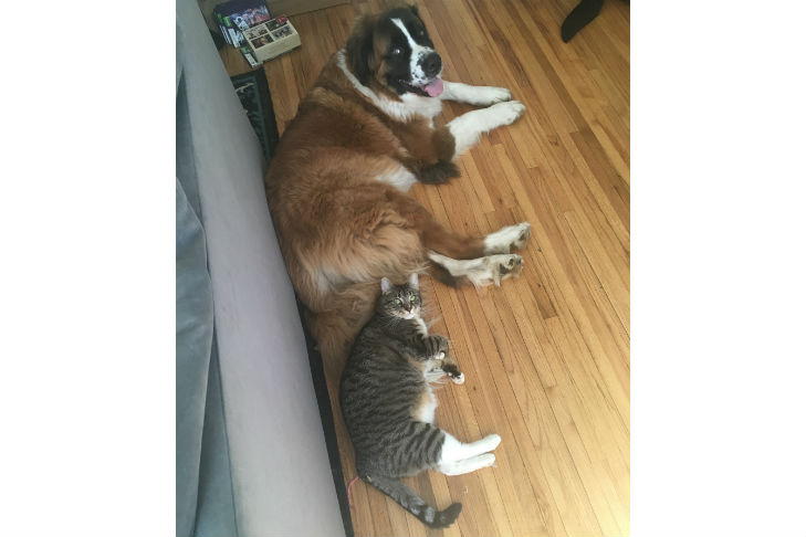 all american pet photo day