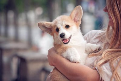 how to socialize a puppy