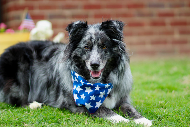 Australian Shepherd wearing a bandana laying down in the yard.