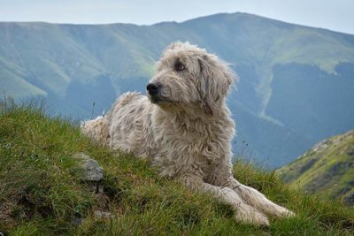 Romanian Mioritic Shepherd Dog