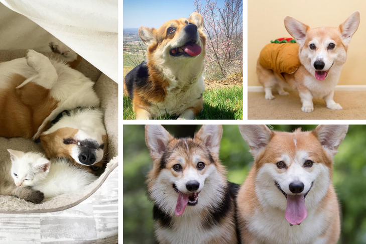 dog stars of instagram