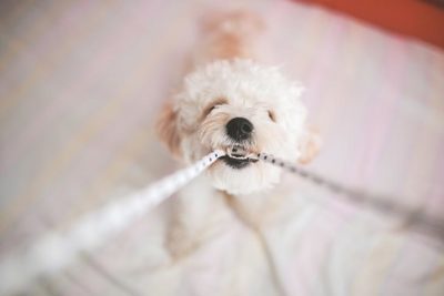 tug-of-war