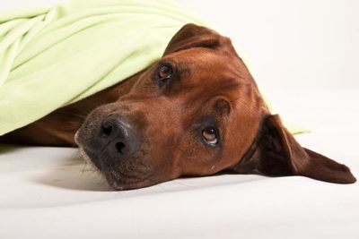 transport dog to hospital