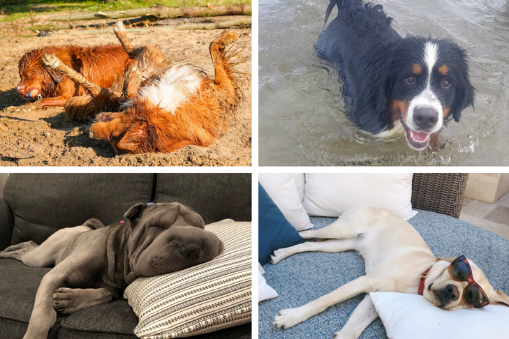 dog stars of instagram