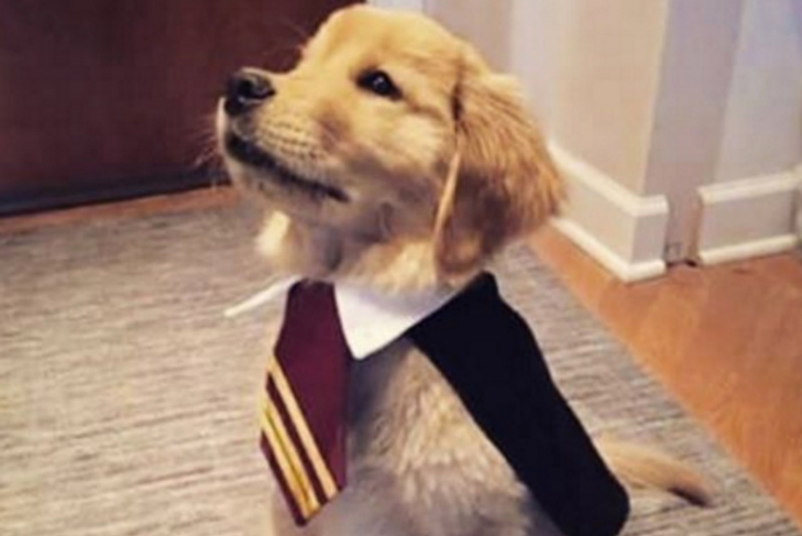 Golden Retriever puppy in a Harry Potter costume
