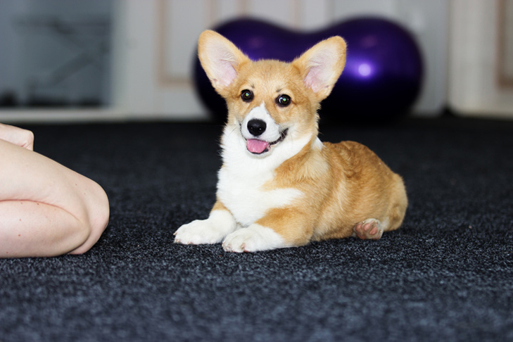 Pembroke Welsh Corgi Puppy
