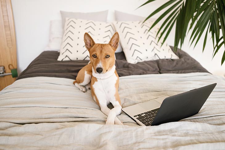 spoil your dog