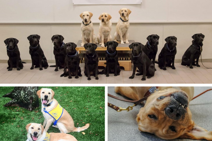 assistance dog week