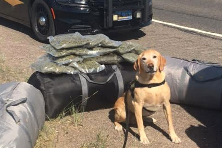 Yellow Labrador Detection Dog