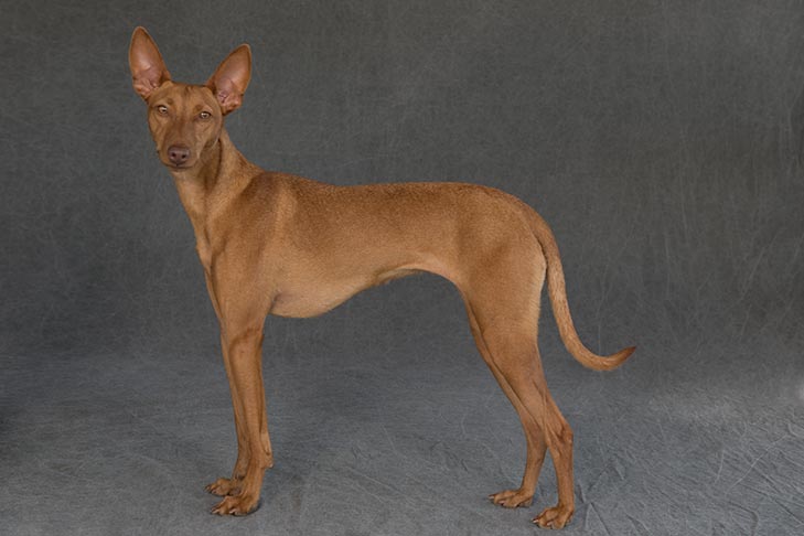 What Were Hound Group Dogs Bred to Do? — American Kennel Club