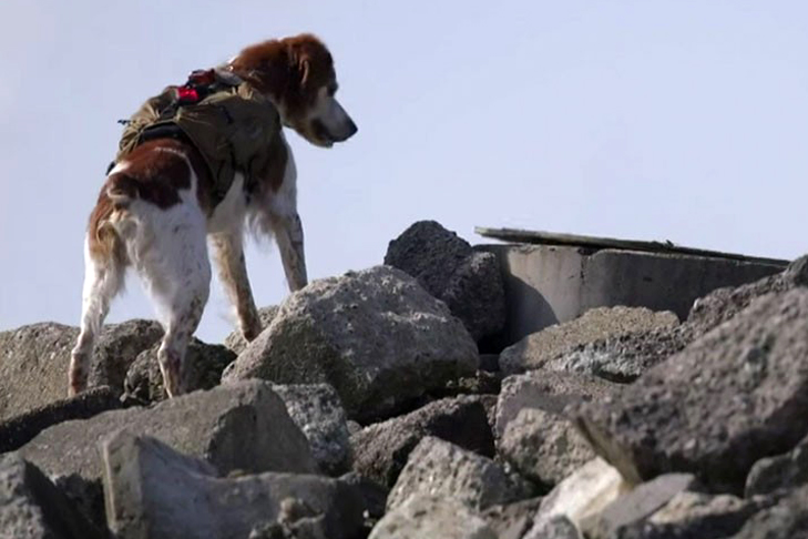 Earthquake Detection Dog