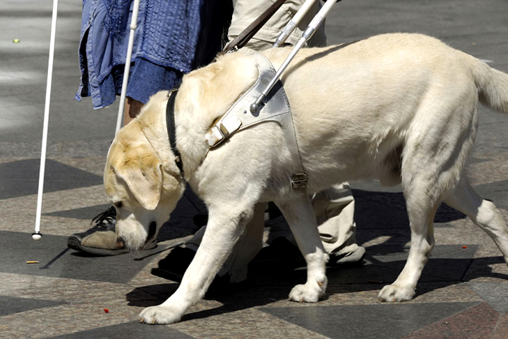 Yellow Labrador retriever GUide Dog on a harness