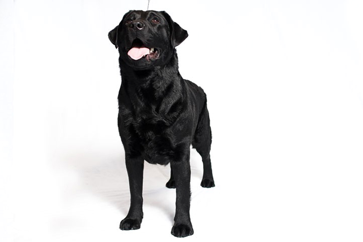 Black Labrador Retriever Head on
