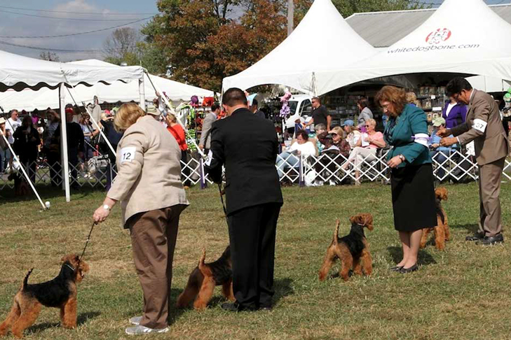 Airedales in Conformation