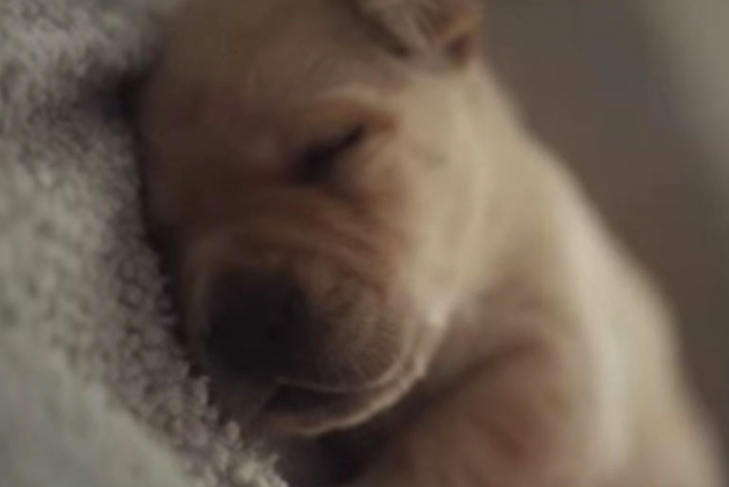 Guide Dog Puppy Video Still