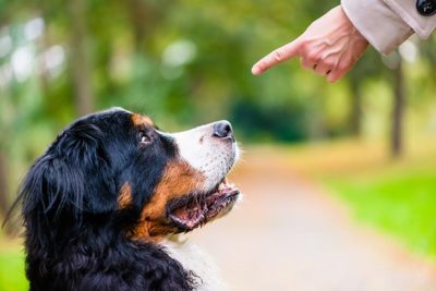 dog training mistakes