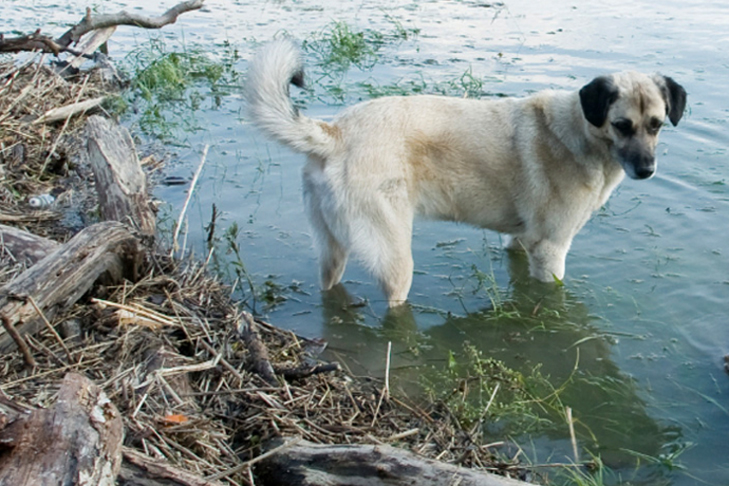 South Carolina Disaster AKC Relief