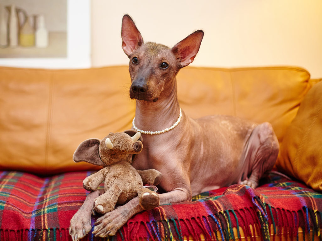Hypoallergenic Dogs: Does Such a Thing Really Exist?