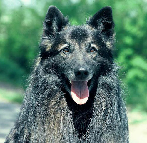 akc belgian sheepdog