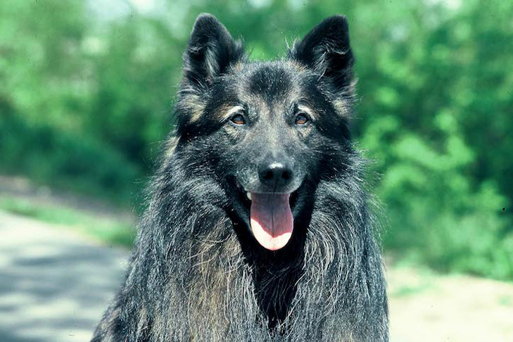 Belgian Sheepdog