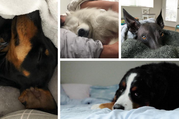dog stars of instagram