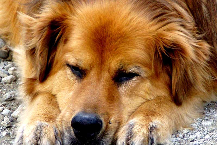 Senior Golden Retriever