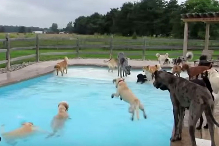 Dogs in a pool