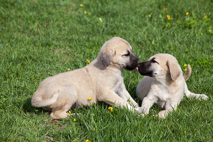 images of puppies