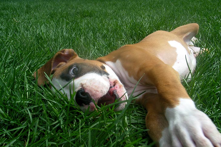 images of puppies