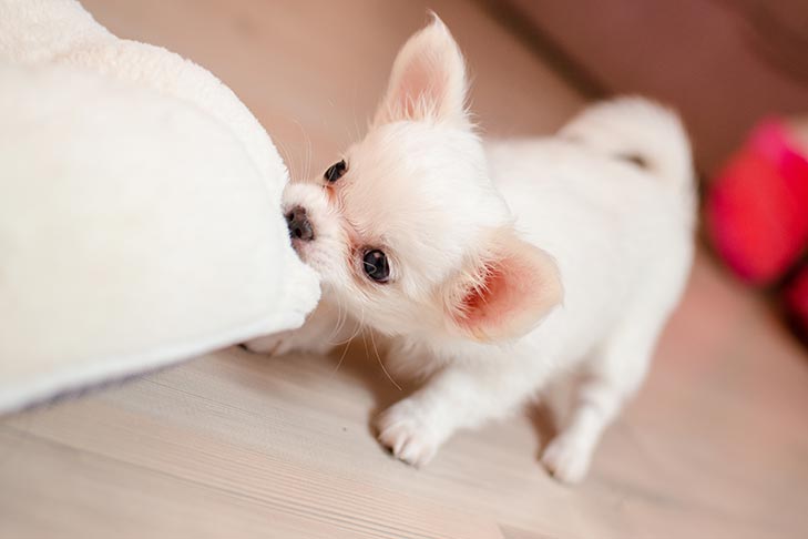 images of puppies