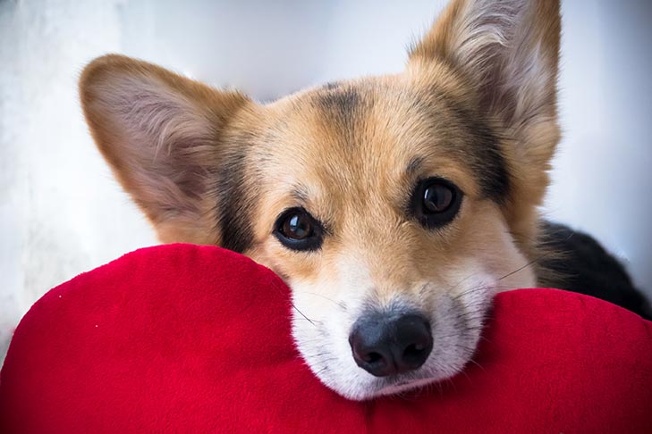 images of puppies