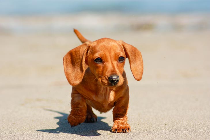 images of puppies