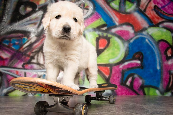 images of puppies