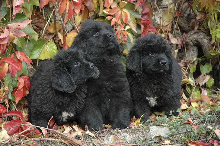 Newfoundland puppies