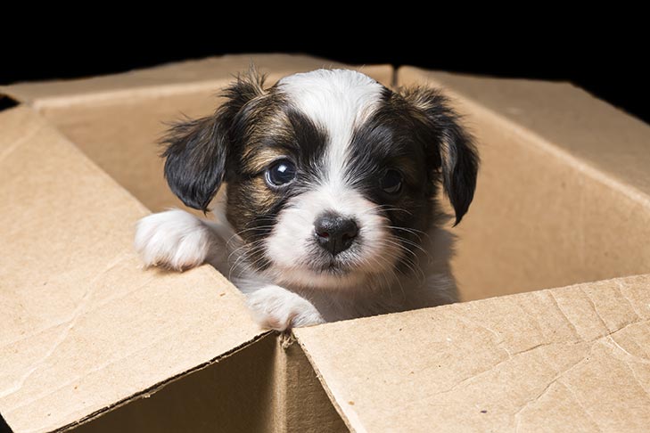 images of puppies