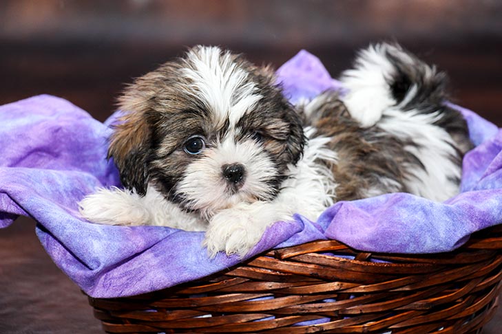 images of puppies