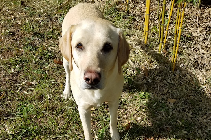 bee dog