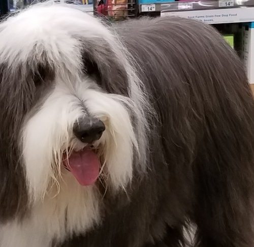 seizure detection dog