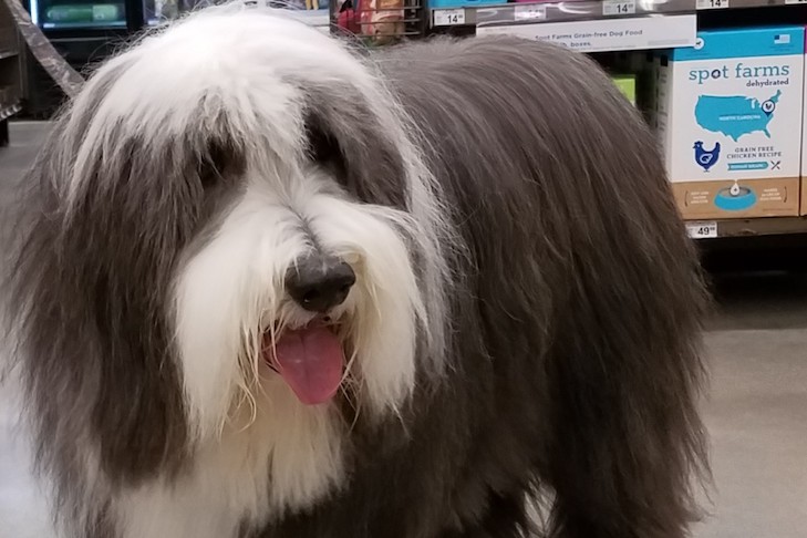 seizure-alert dog