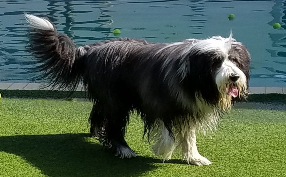 seizure-alert dog