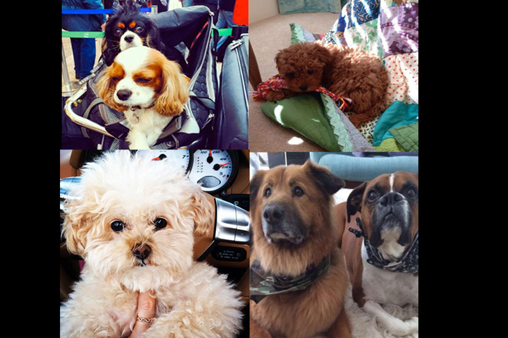 Celebrity Dogs