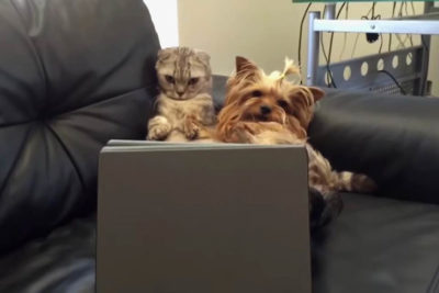 Yorkie and Cat watch netflix