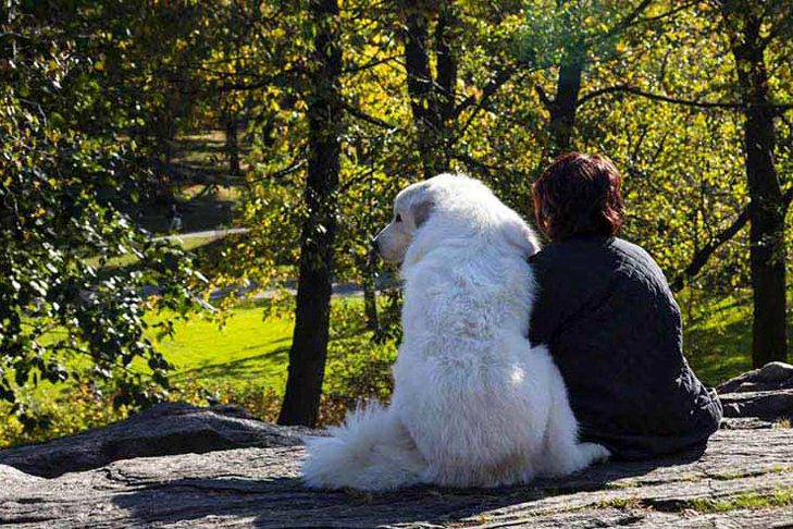 Woman and Dog sitting on a rock in a forest
