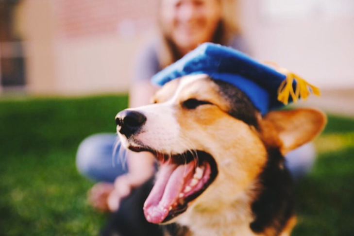 Pavlov the Corgi graduates from UCLA