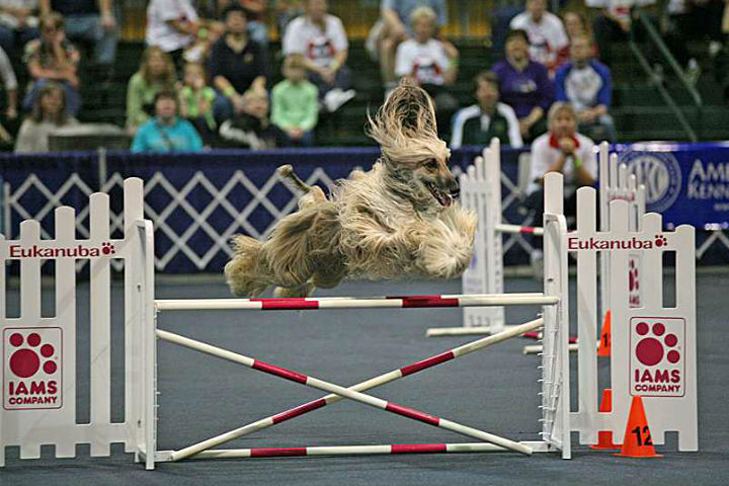 Afghan Hound Agility