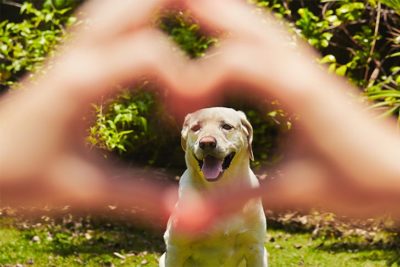 dog memorial