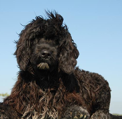 fully hypoallergenic dogs