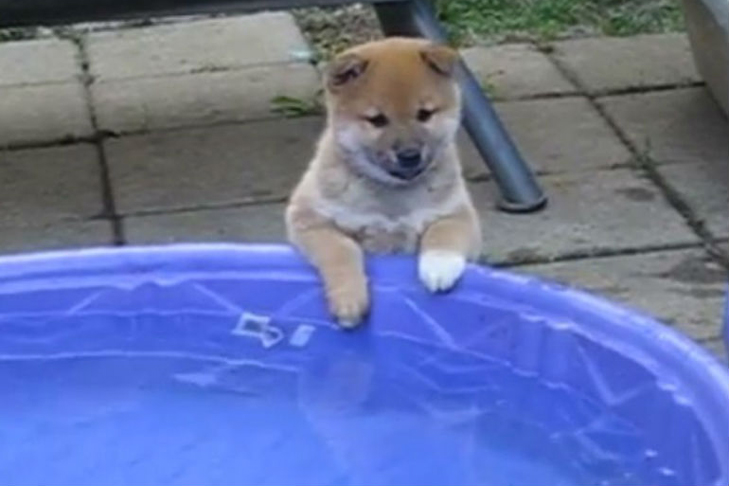 Shiba Inu Puppy plays in a kiddie pool
